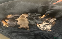Miniature Dachshund dogs for sale: Miniature Dashound Puppies  - Image 1