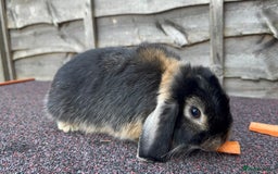 Mini Lop rabbits for sale: Miniature Lop - Image 4