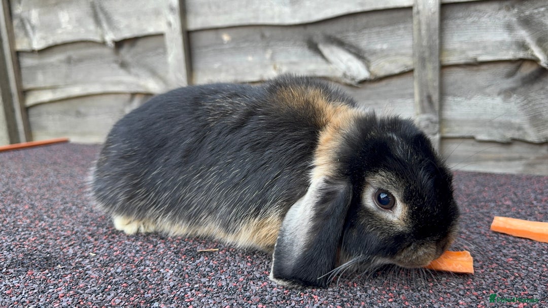 Mini Lop rabbits for sale: Miniature Lop - Image 4