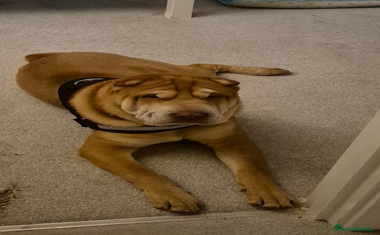 Shar Pei dogs - Advert 1