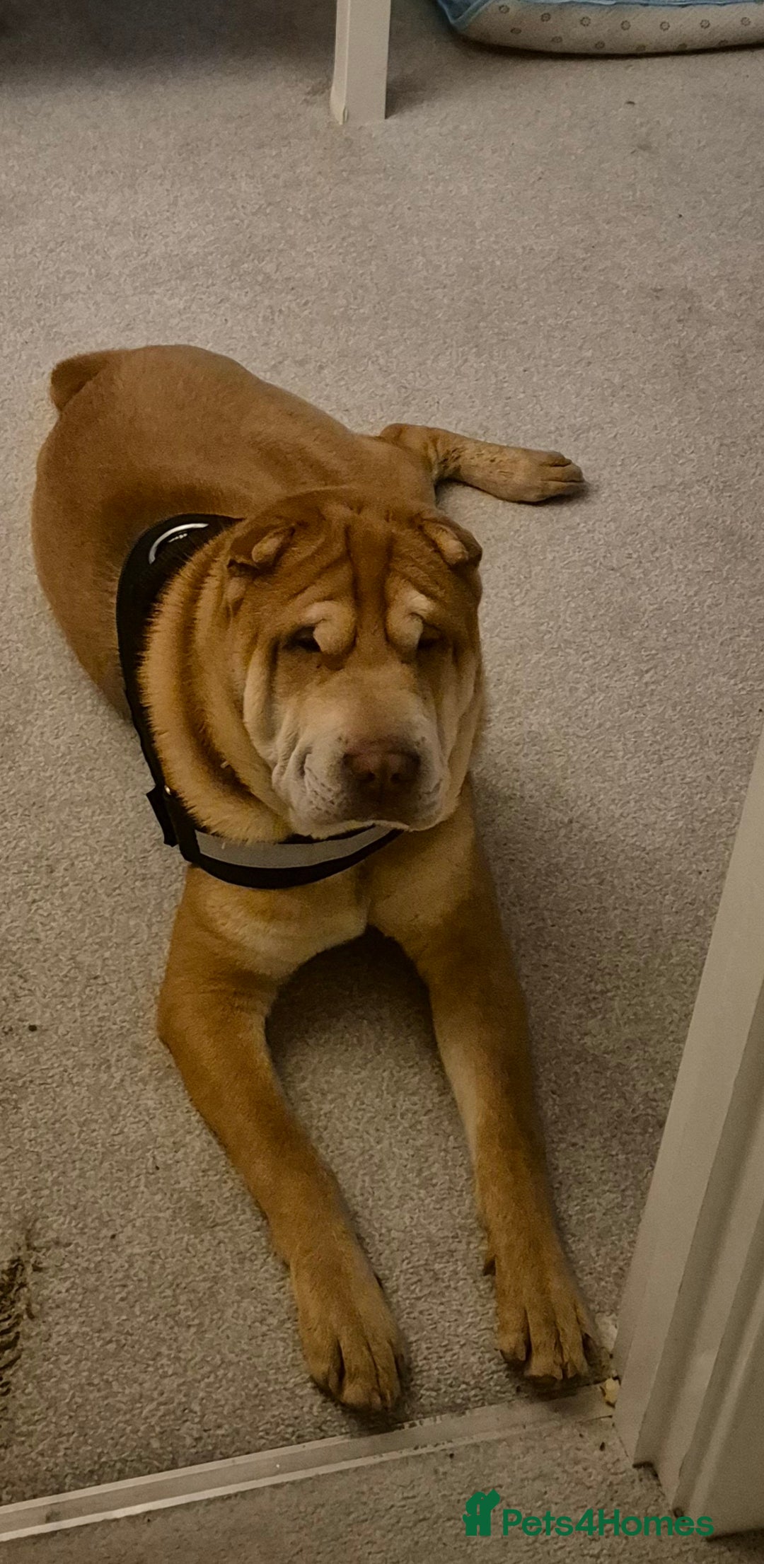 Shar Pei dogs for sale: Beautiful shar pei boy - Image 1