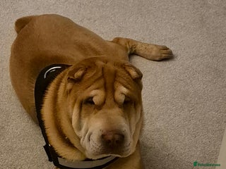 Shar Pei dogs - Advert 26