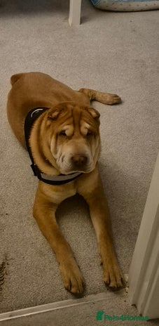 Shar Pei dogs - Advert 1