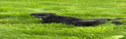 Borador dogs for sale: Borador Puppies - Advert 6