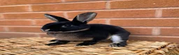 Rex rabbits for sale: 2 mini rex brothers  - Advert 6