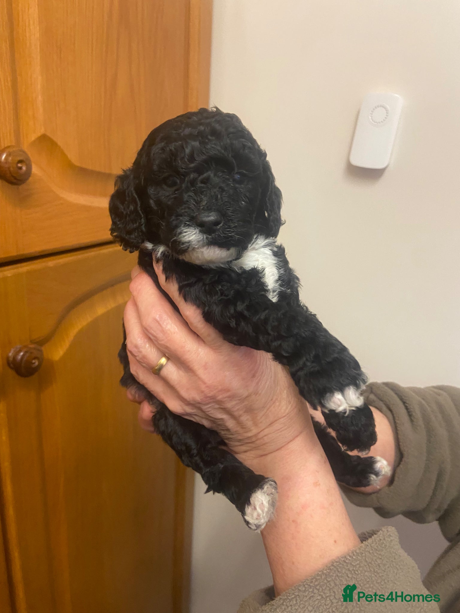 Cockapoo dogs READY-F1B TOY COCKAPOOS - Advert 1