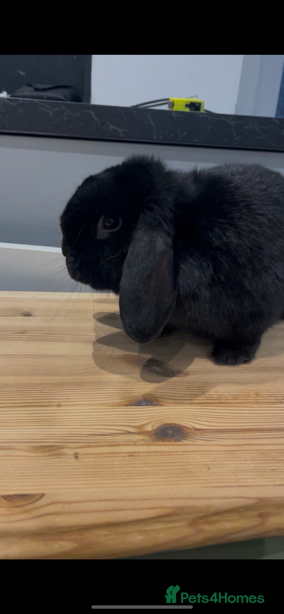 Mini Lop rabbits for sale: Baby rabbits coming soon - Advert 2
