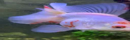 Goldfish fish for sale: Xl goldfish  - Advert 2