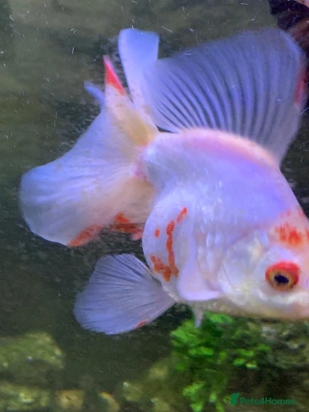 Goldfish fish for sale: Xl goldfish  - Advert 2