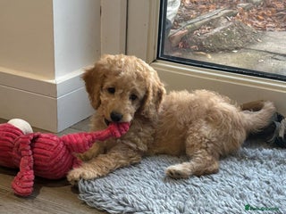 Cockapoo dogs Cockapoo’s 1 boy left - Advert 17