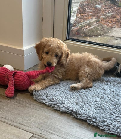 Cockapoo dogs Cockapoo’s 1 boy left - Advert 1