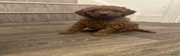 Miniature Poodle dogs for sale: Puppies - Advert 24