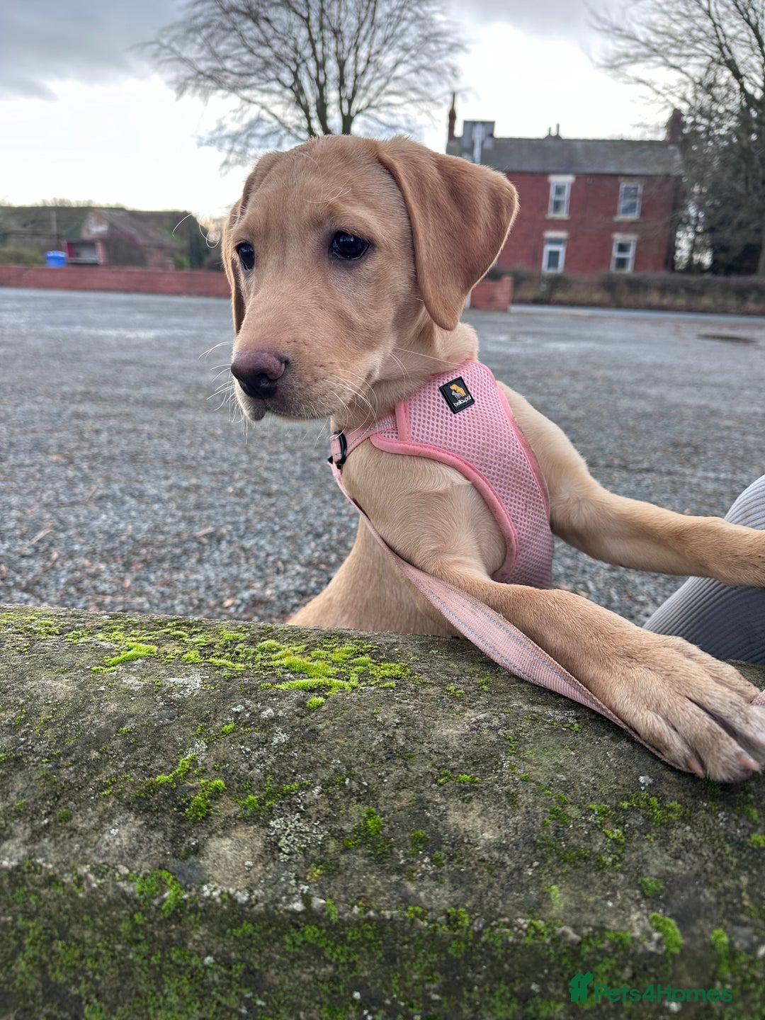 Labrador Retriever dogs for sale: Labrador Seeking New Home - Advert 11