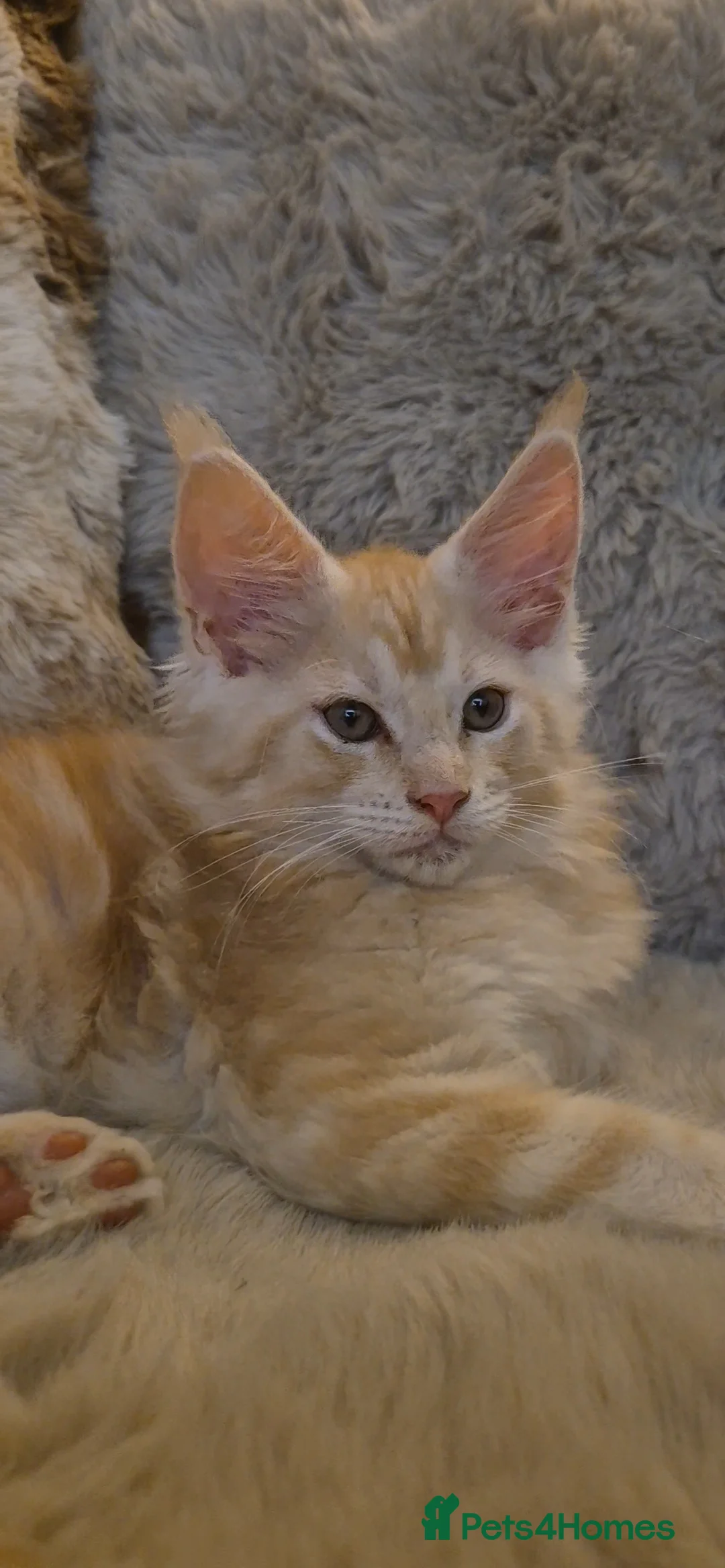 Maine Coon cats for sale: Beautiful Maine Coon boys . - Advert 39