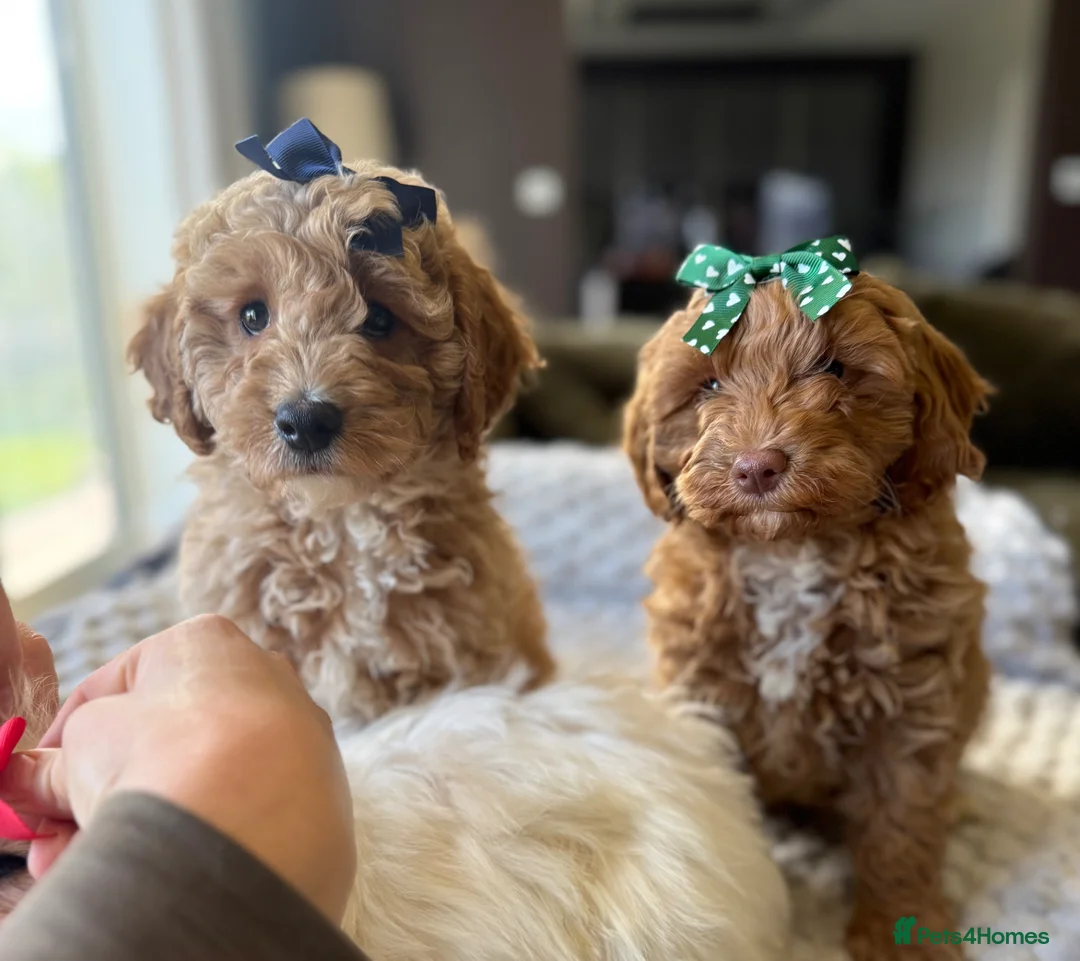 Cavapoo dogs for sale: Cavapoo puppies  - Advert 1
