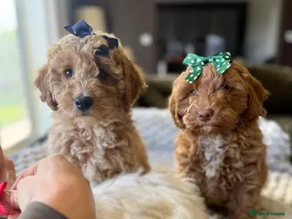 Cavapoo dogs Cavapoo puppies - Advert 2