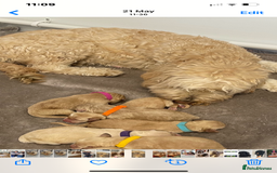 Labradoodle dogs for sale: Waiting List Mini and Medium Doodles - Image 15