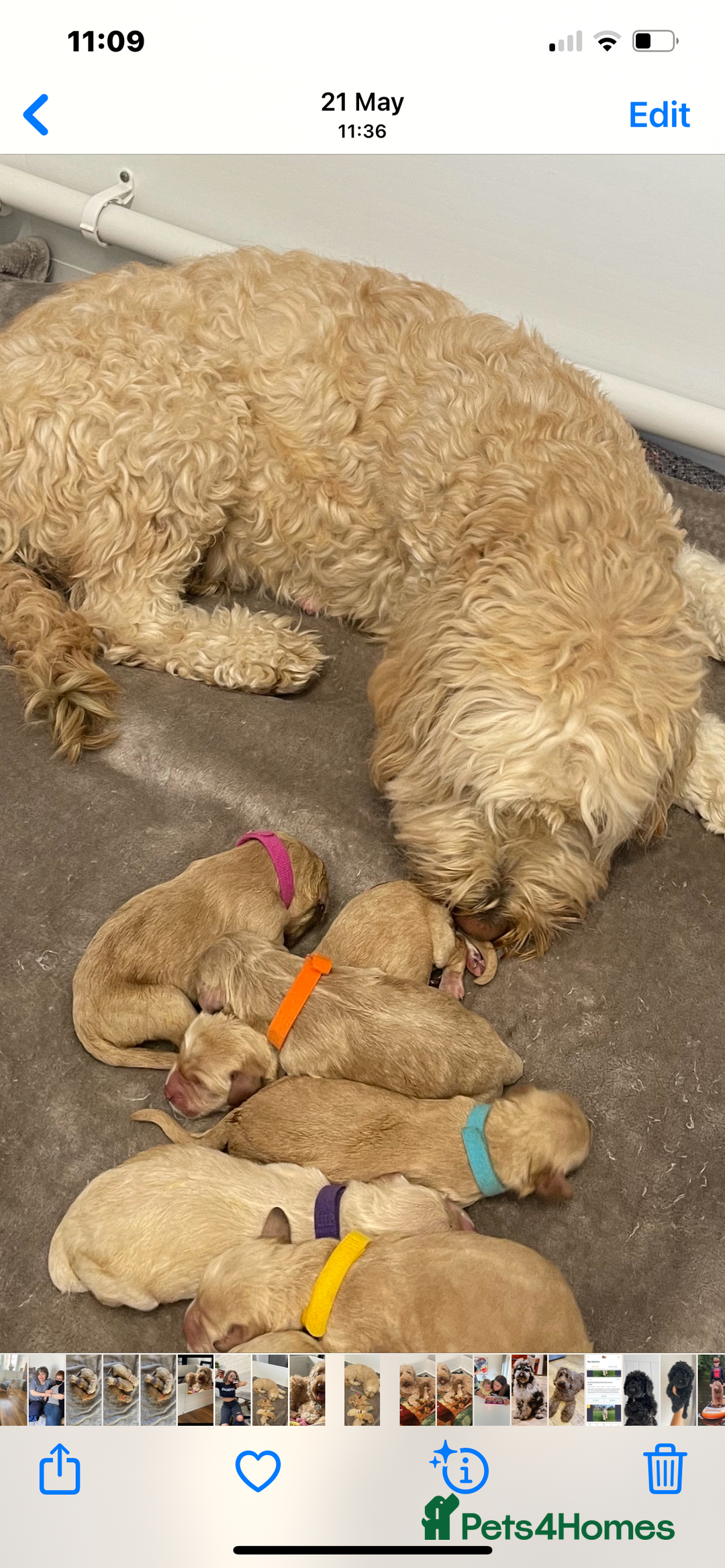 Labradoodle dogs for sale: Waiting List Mini and Medium Doodles - Image 15