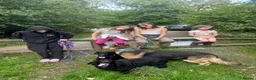 Mixed Breed dogs for sale: Gus almost 3 years  - Advert 3