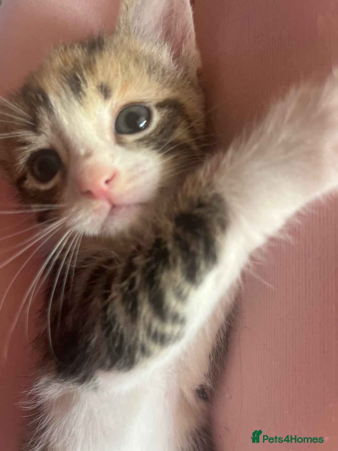 Domestic Shorthair cats for sale: 3 beautiful calico domestic shorthairs  - Image 7
