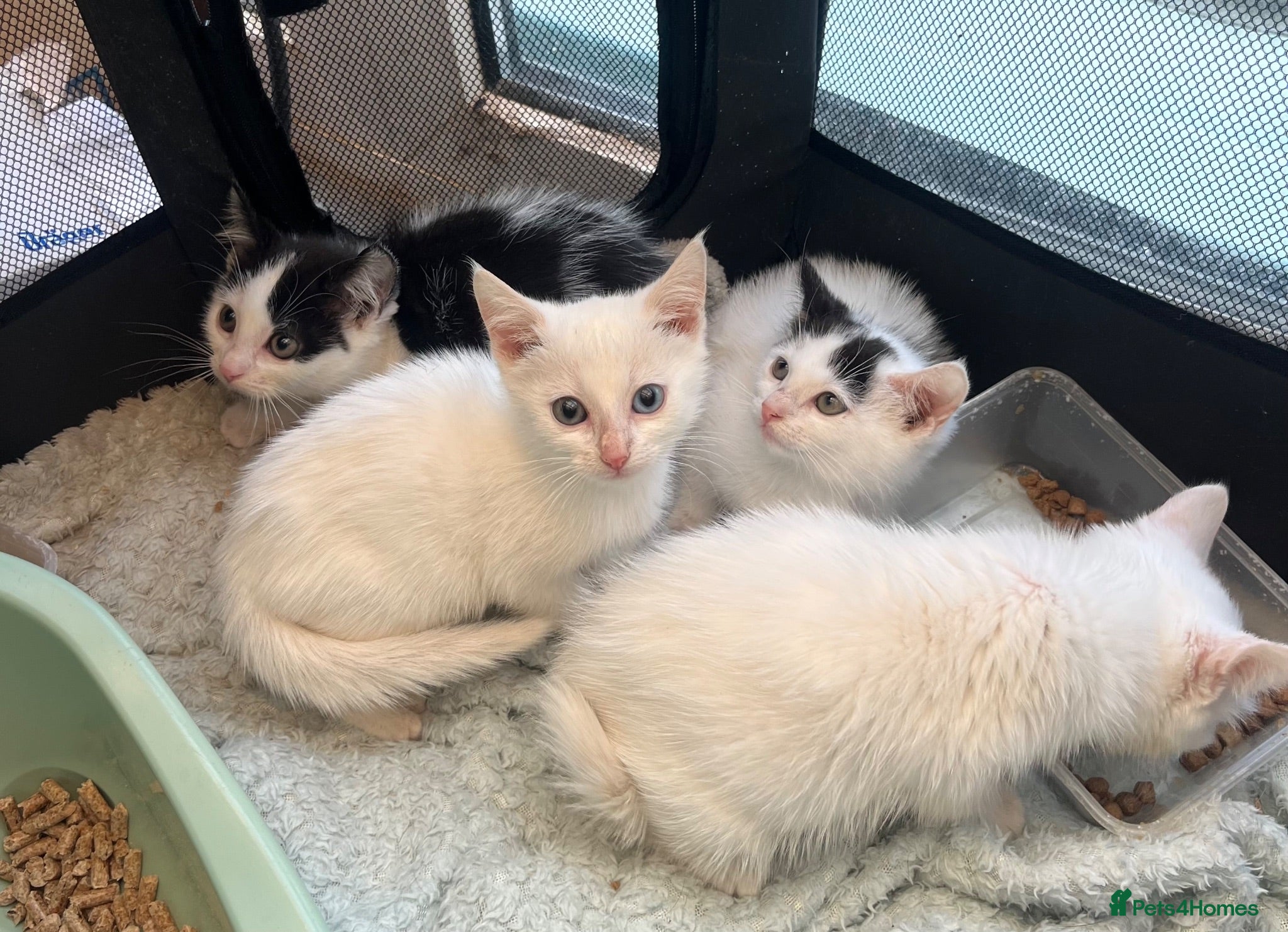 Mixed Breed cats Pure white and black and white kittens  - Advert 10