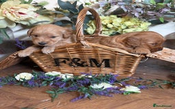 Mini Goldendoodle dogs for sale: Health tested Minature dark red/golden doodles  - Image 17
