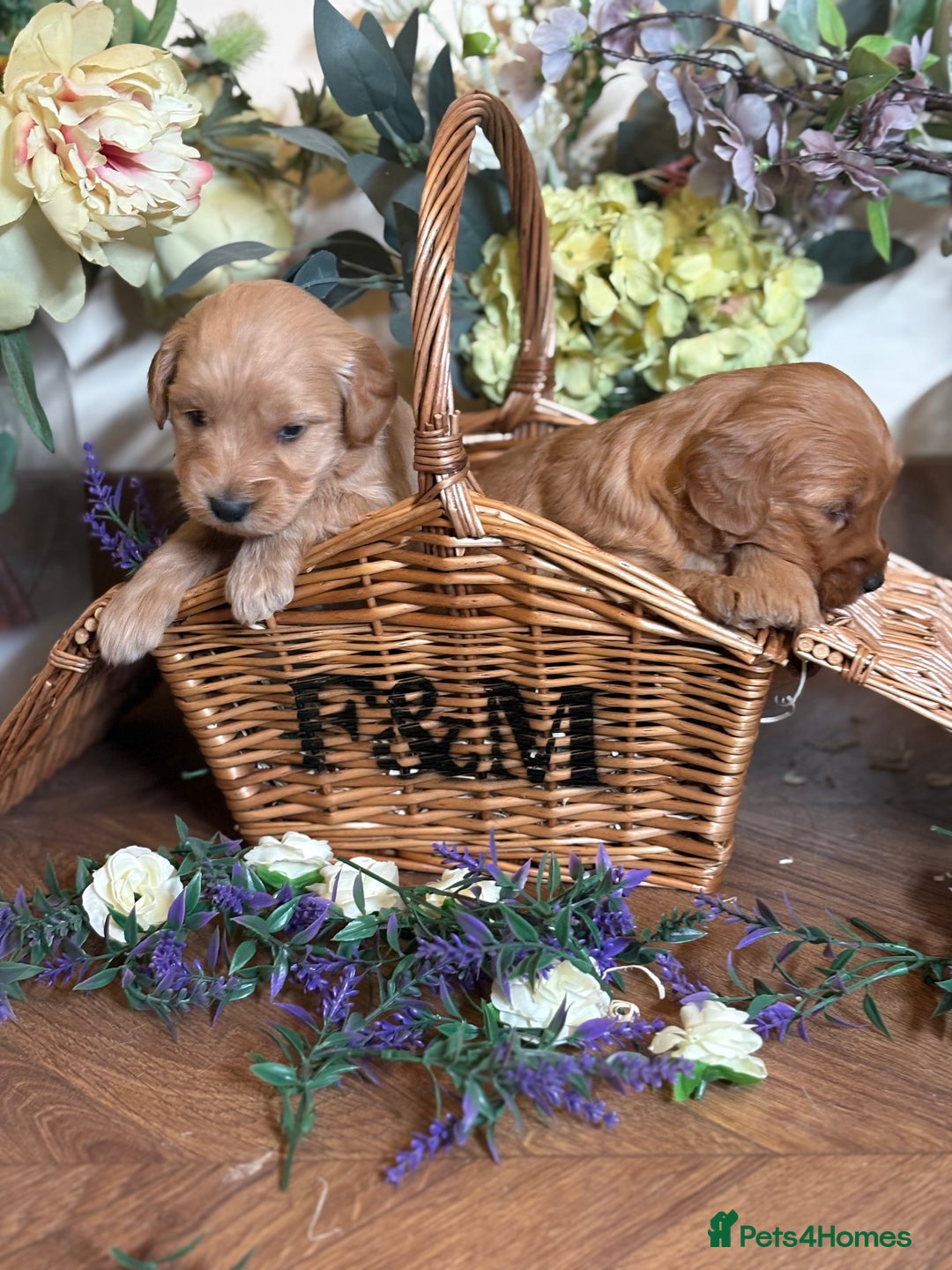Mini Goldendoodle dogs for sale: Health tested Minature dark red/golden doodles  - Image 17