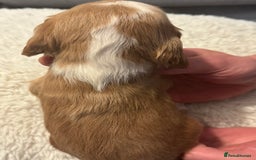 Cocker Spaniel dogs for sale: 6 Cocker Spaniel puppies for sale - Advert 18