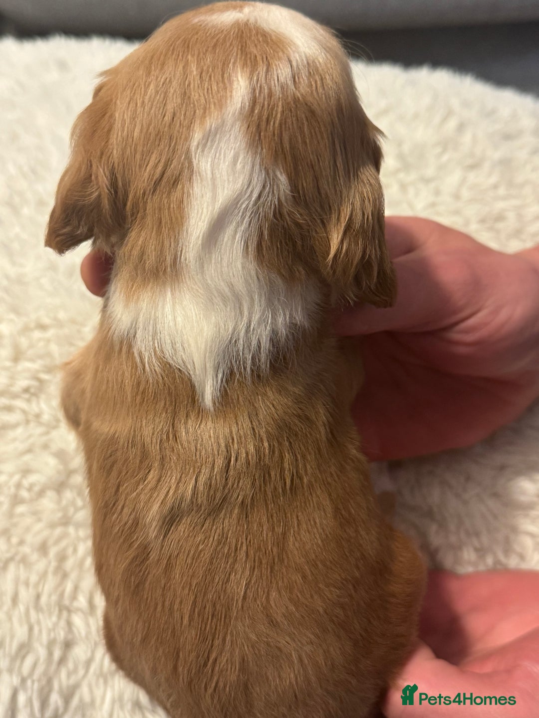 Cocker Spaniel dogs for sale: 6 Cocker Spaniel puppies for sale - Advert 18