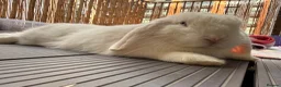 Mini Lop rabbits for sale: Snowy in Bristol - Advert 3