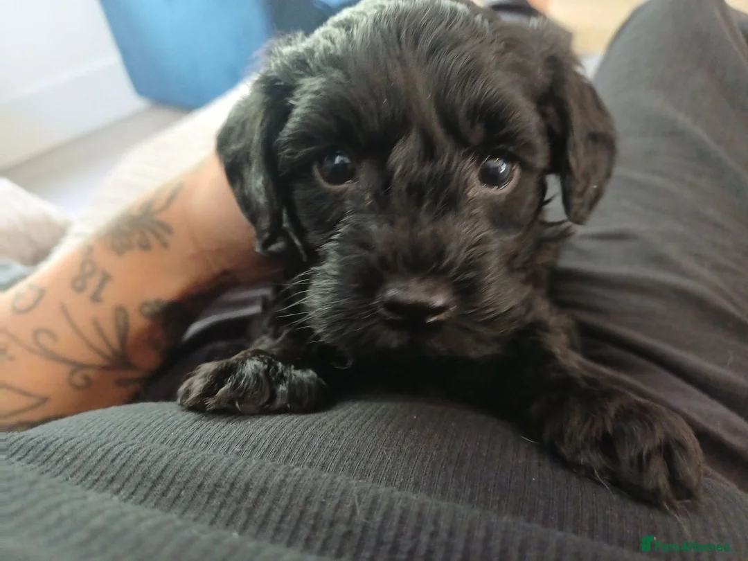 Mixed Breed dogs for sale: Multipoo X Miniature Schnauzer beautiful pups - Advert 2
