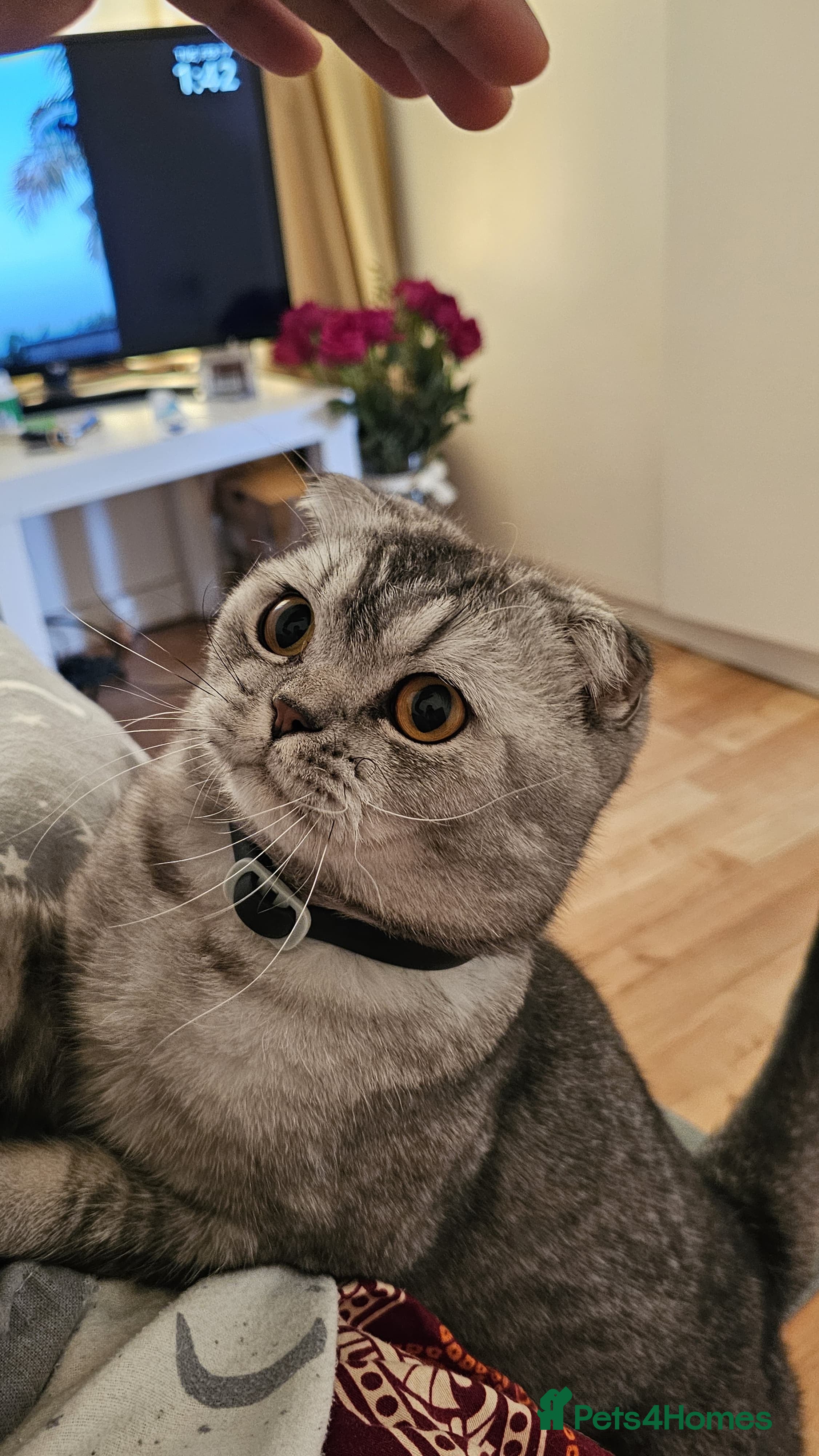 Scottish Fold cats Beautiful Scottish Fold Boy for Rehoming - Advert 3
