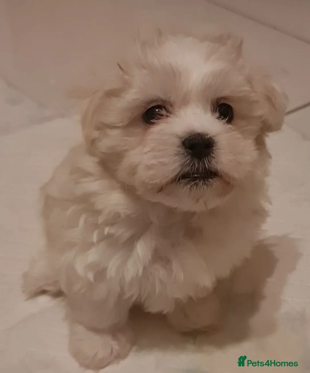 Mixed Breed dogs for sale: Havanese x Maltese Havamalts - Advert 23