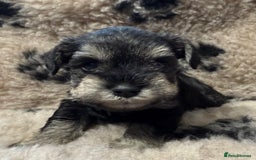 Miniature Schnauzer dogs for sale: Beautiful miniature schnauzers pups - Image 16