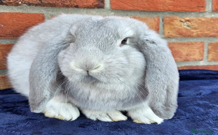 French Lop rabbits - Advert 1