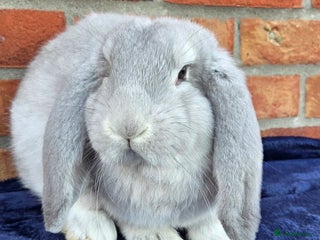 French Lop rabbits for sale - Advert 1