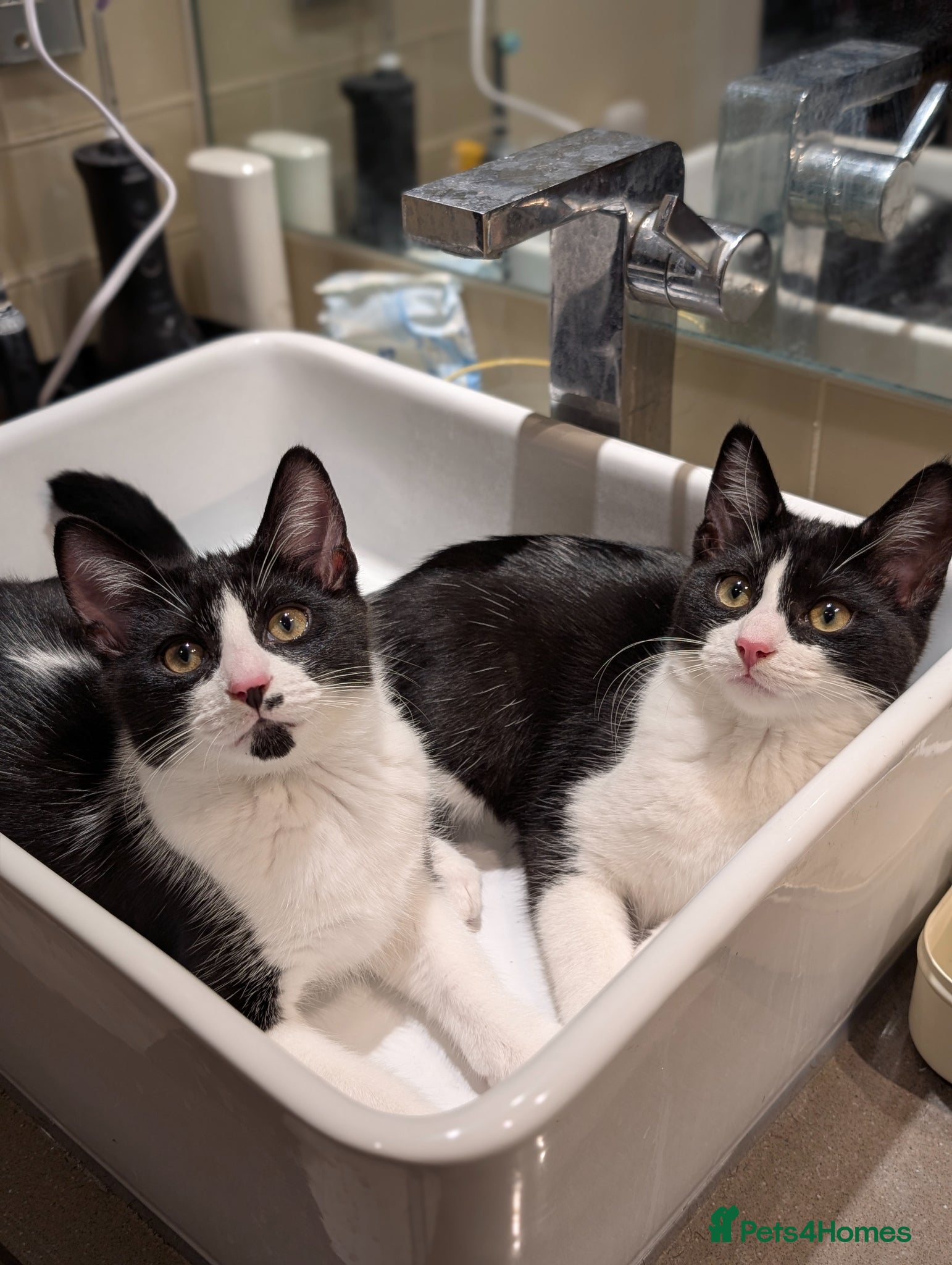 Mixed Breed cats Pair of Domestic Shorthair tuxedo kittens for sale - Advert 5