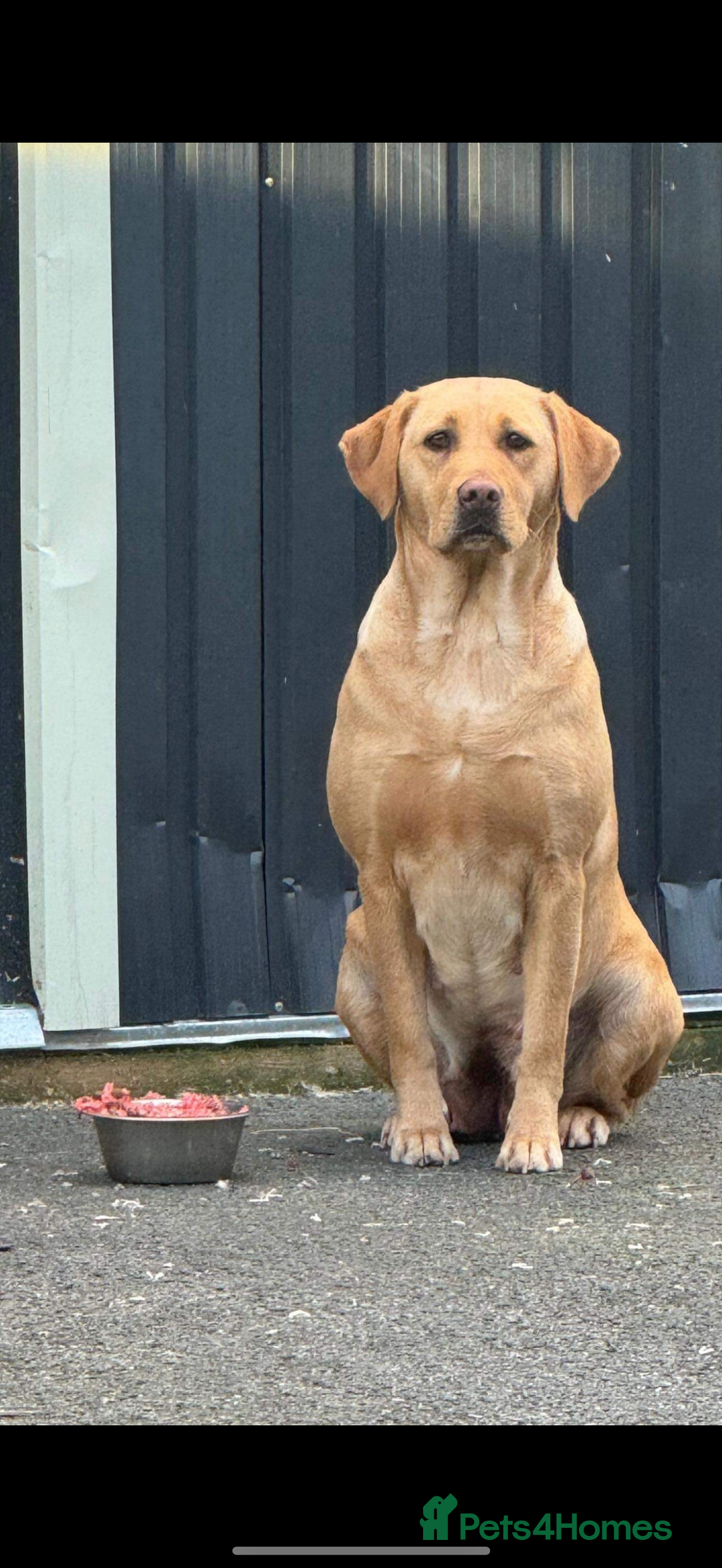 Labrador Retriever dogs for sale: Kc registered Labrador 5 star homes only  - Advert 1