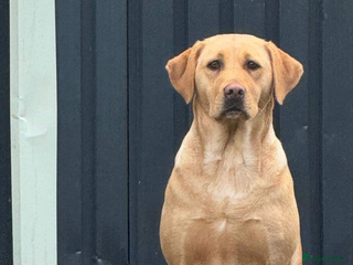 Labrador Retriever dogs Kc registered Labrador 5 star homes only - Advert 1