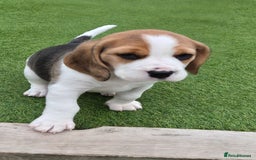 Beagle dogs for sale: Champion Show Line Beagle Puppies - Image 1