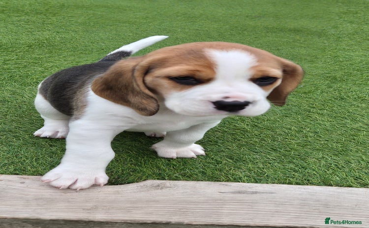 Beagle dogs - Advert 5
