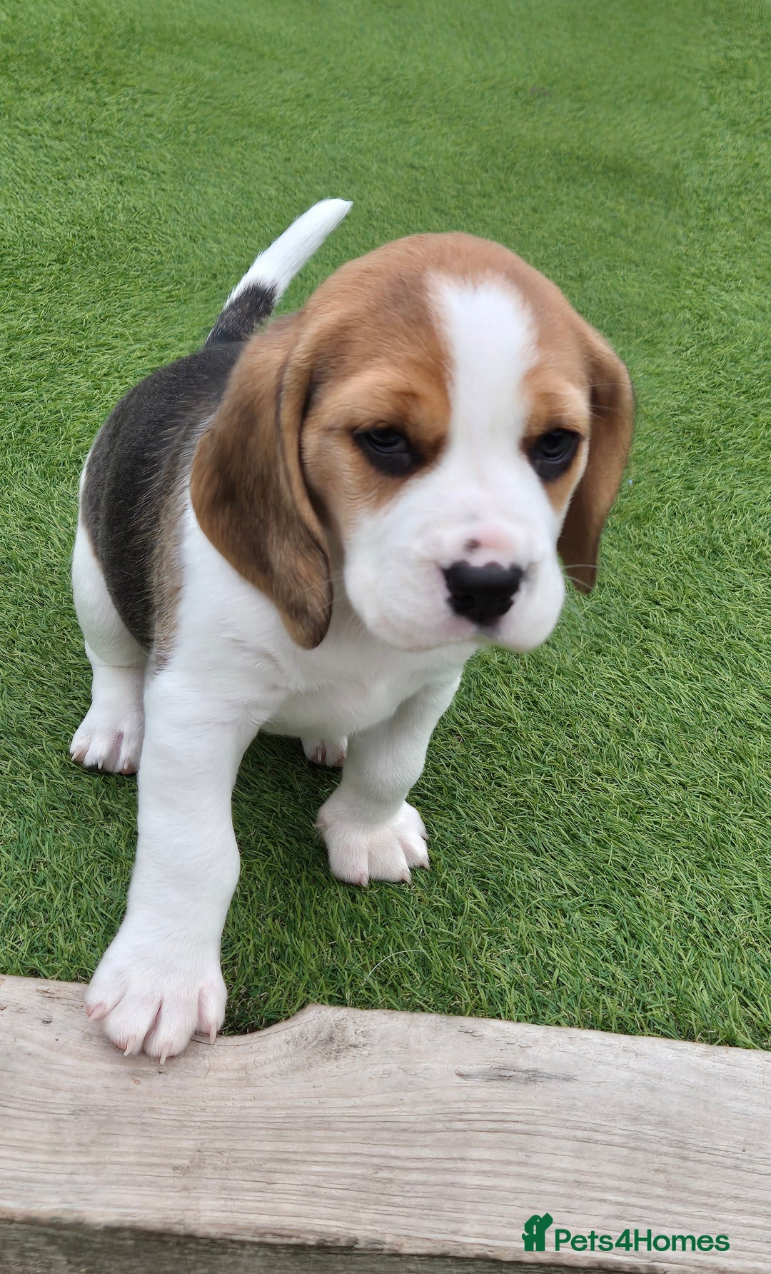 Beagle dogs for sale: Champion Show Line Beagle Puppies - Image 1
