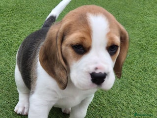 Beagle dogs - Advert 3