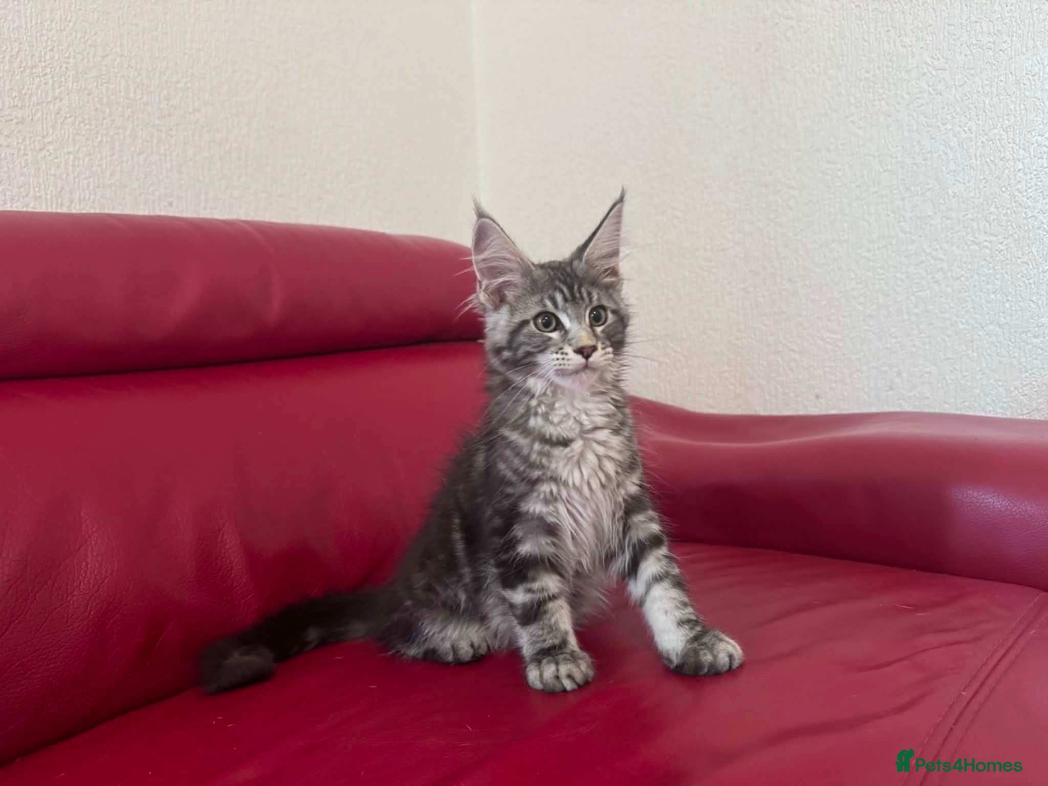 Maine Coon cats DNA tested Maine coon boy active - Advert 2