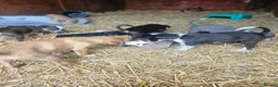 Mixed Breed dogs for sale: Stunning Kelpie lurchers  - Advert 12