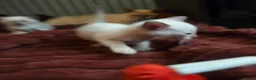 Siamese cats for sale: Outstanding quality pedigree lines, registered  - Advert 11