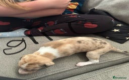 Lurcher dogs for sale: Collie,whippet,greyhound/saluki,bull,greyhound  - Image 6