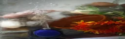 Axolotl reptiles for sale: 6 year old female axolotl  - Advert 5
