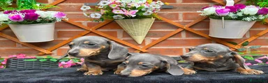 Miniature Dachshund 1