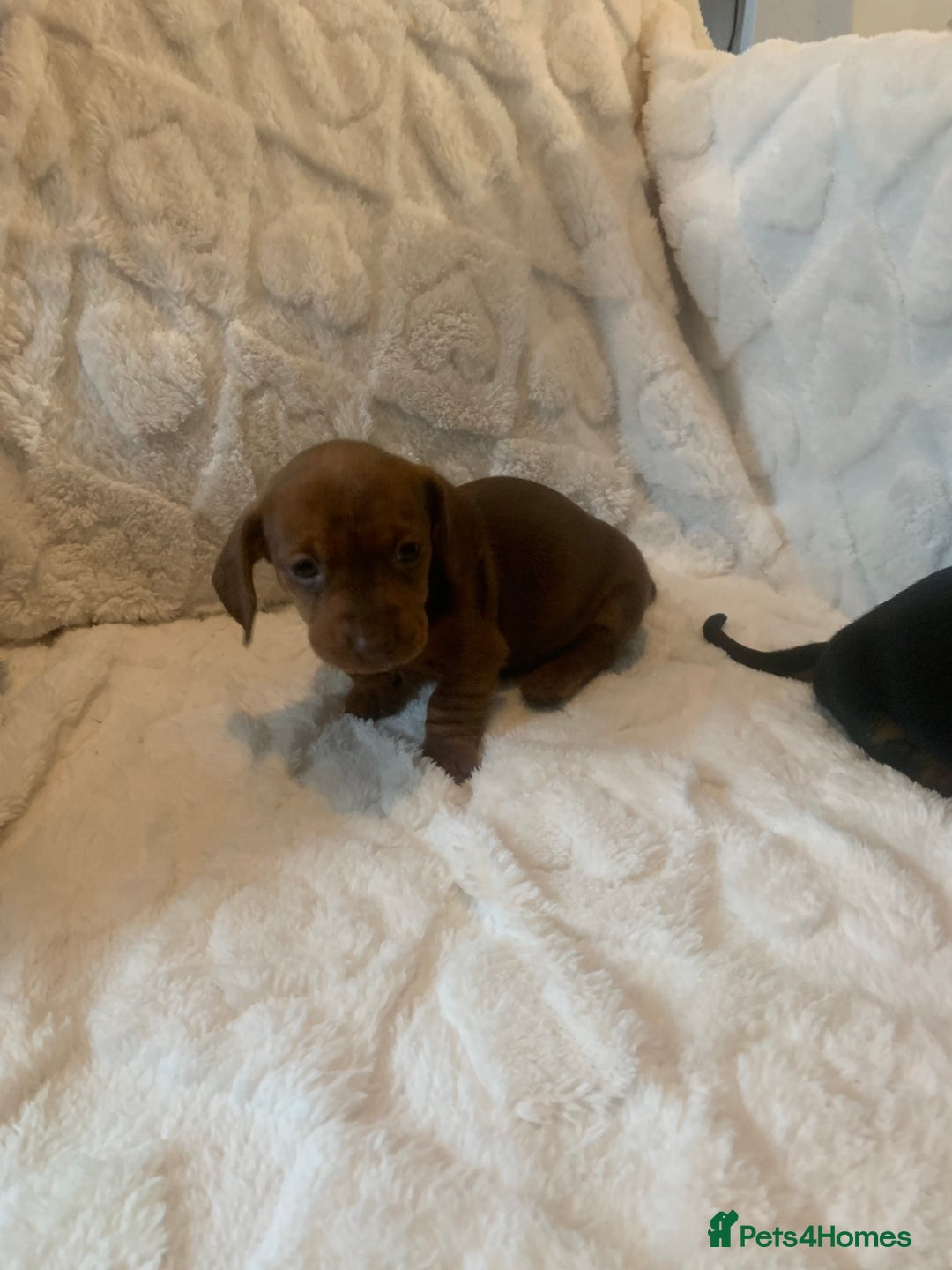 Miniature Dachshund dogs for sale: Miniature dashound  - Advert 12